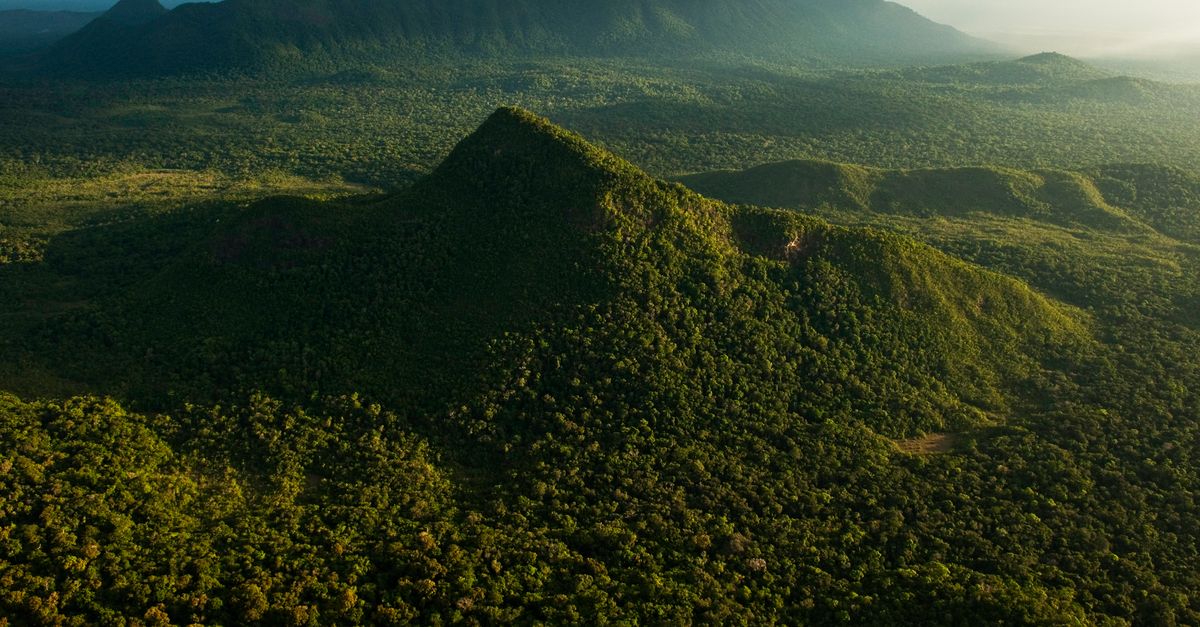3 ways to prevent the next pandemic with nature, according to science | Conservation International