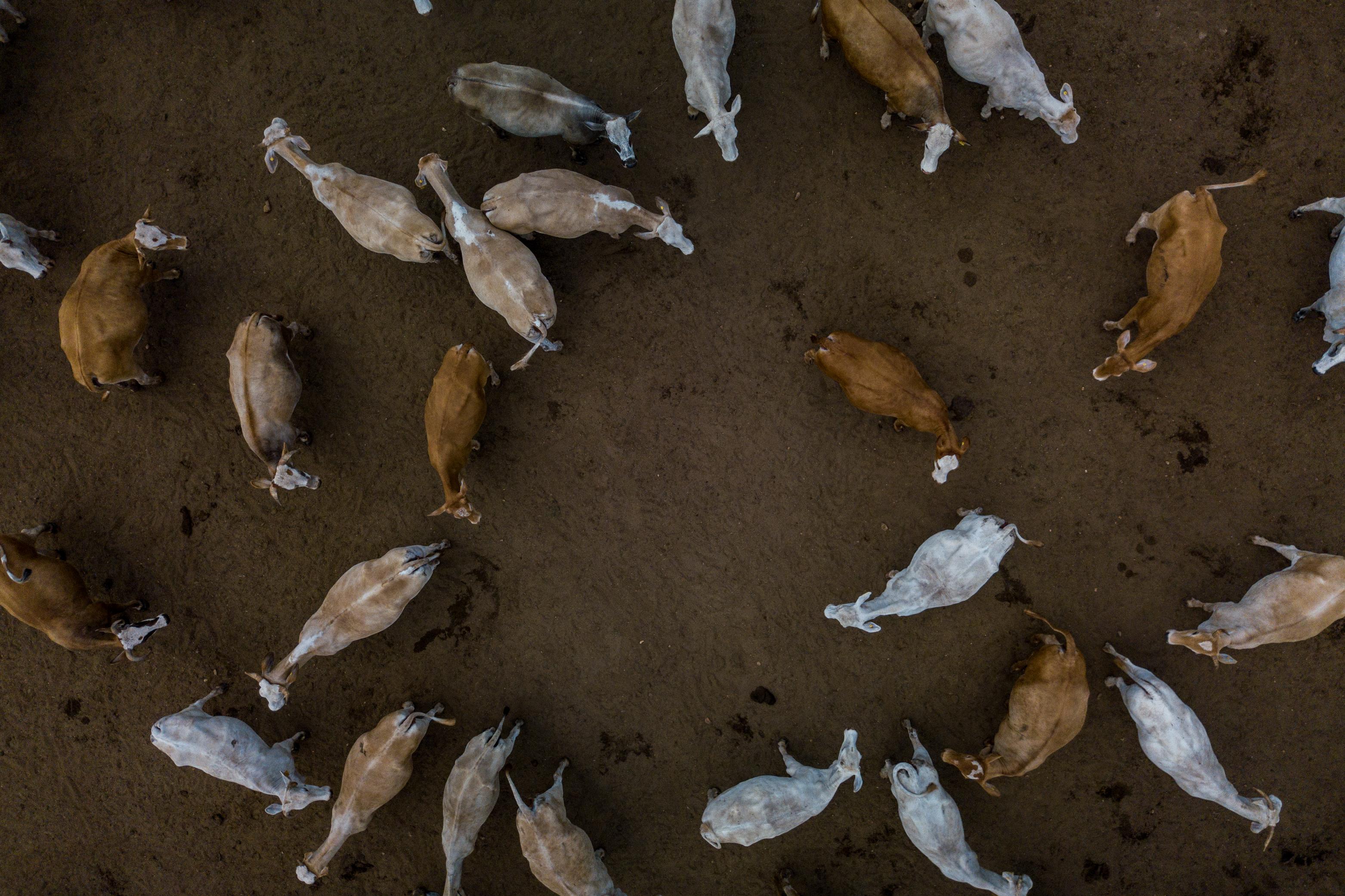 Mapping the climate potential of insetting | Conservation International
