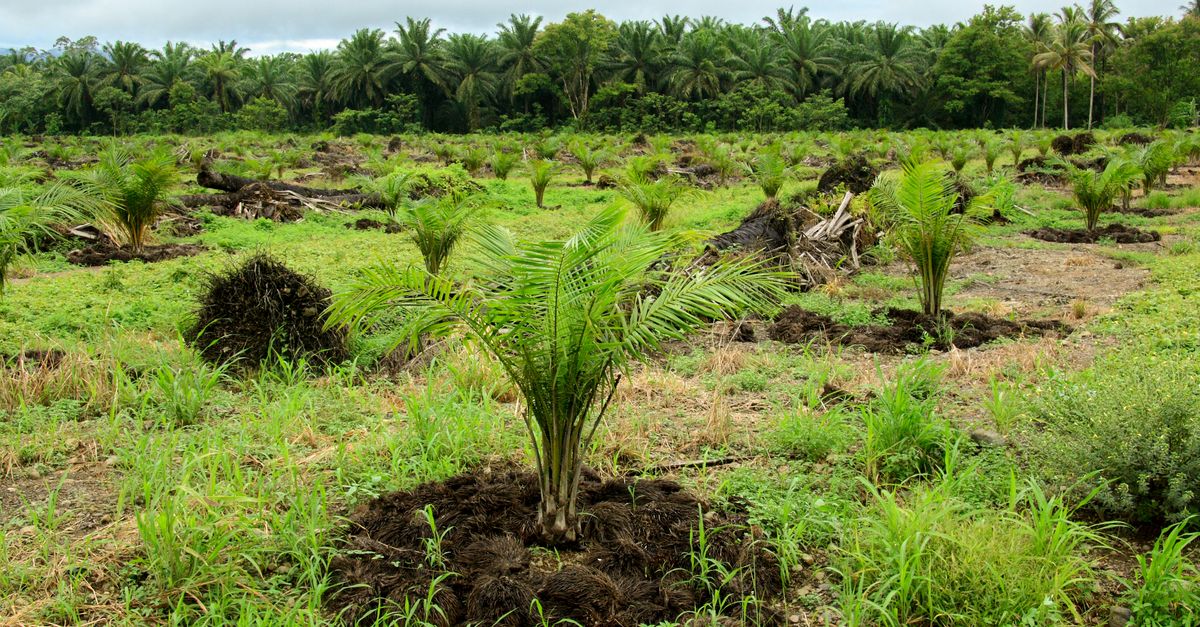New Research: Reforestation is More Cost-Effective than Previously ...