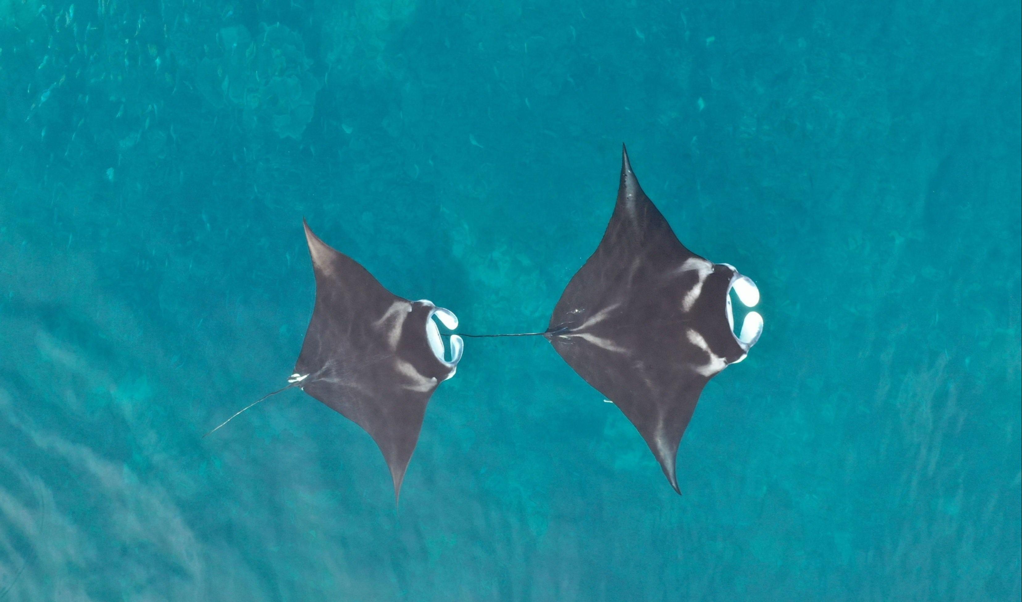 New study shows where manta rays thrive | Conservation International
