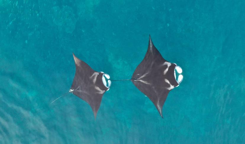 New study shows where manta rays thrive | Conservation International