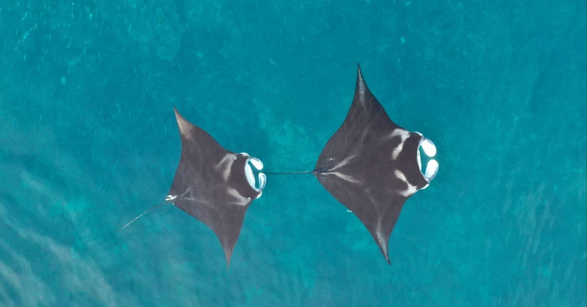 Study: Mining could disrupt manta ‘superhighway’ | Conservation International