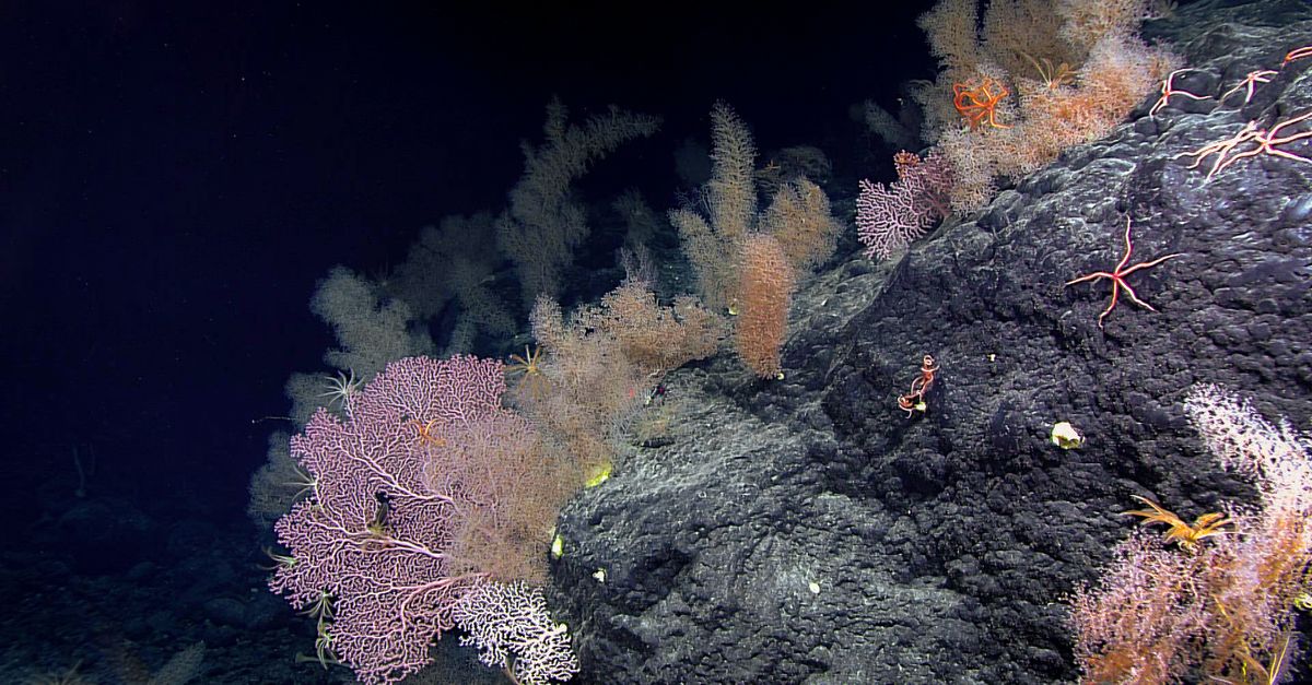 In high seas, scientists see a lifeline for coral reefs In high seas, scientists see a lifeline for coral reefs