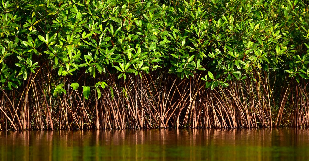 A climate ally needs support — but at what cost? A climate ally needs support — but at what cost?