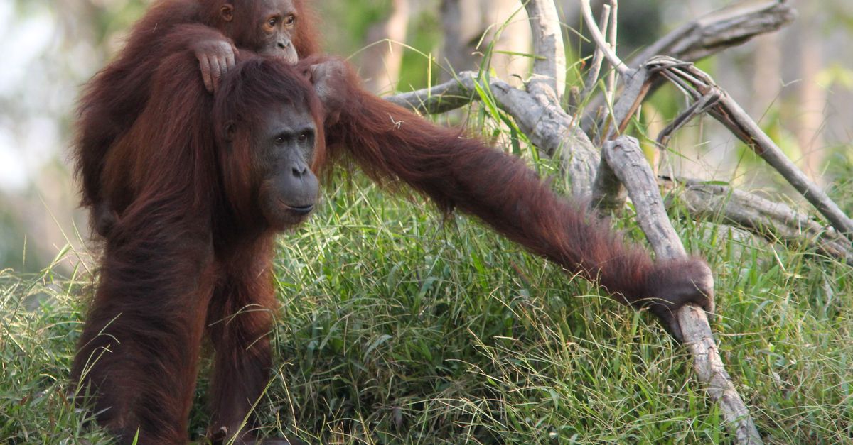 5 ways you can help save species from extinction | Conservation International