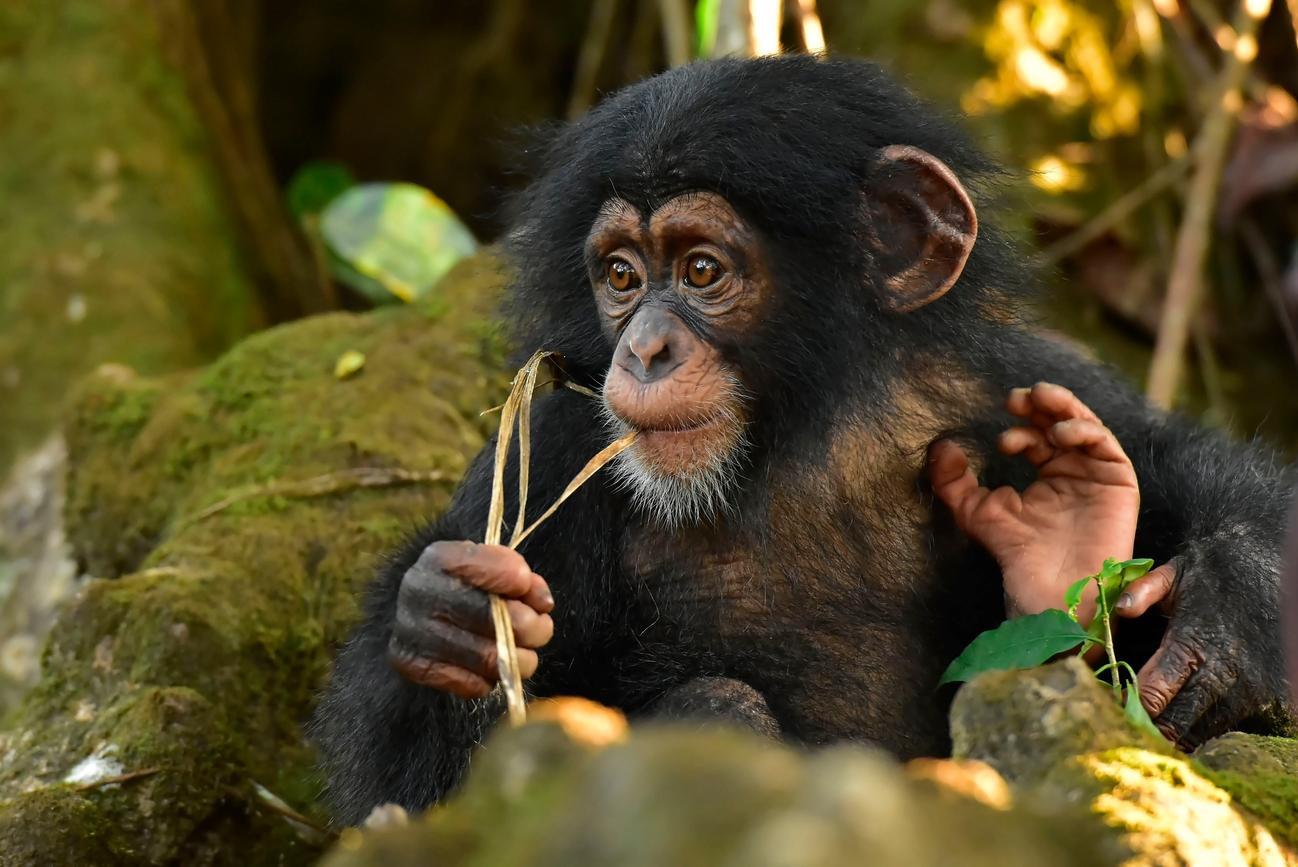 New science: a path for protecting chimps and more | Conservation ...