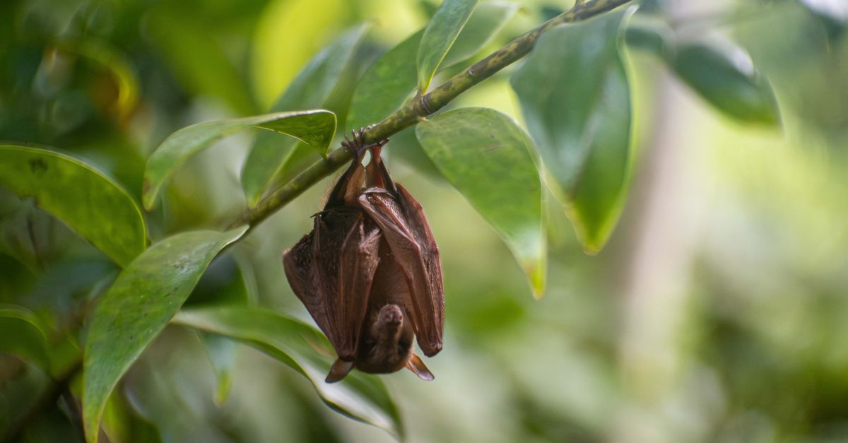 Microbats Perth In an undisturbed cave, expedition finds ‘microbats’ once thought lost ...