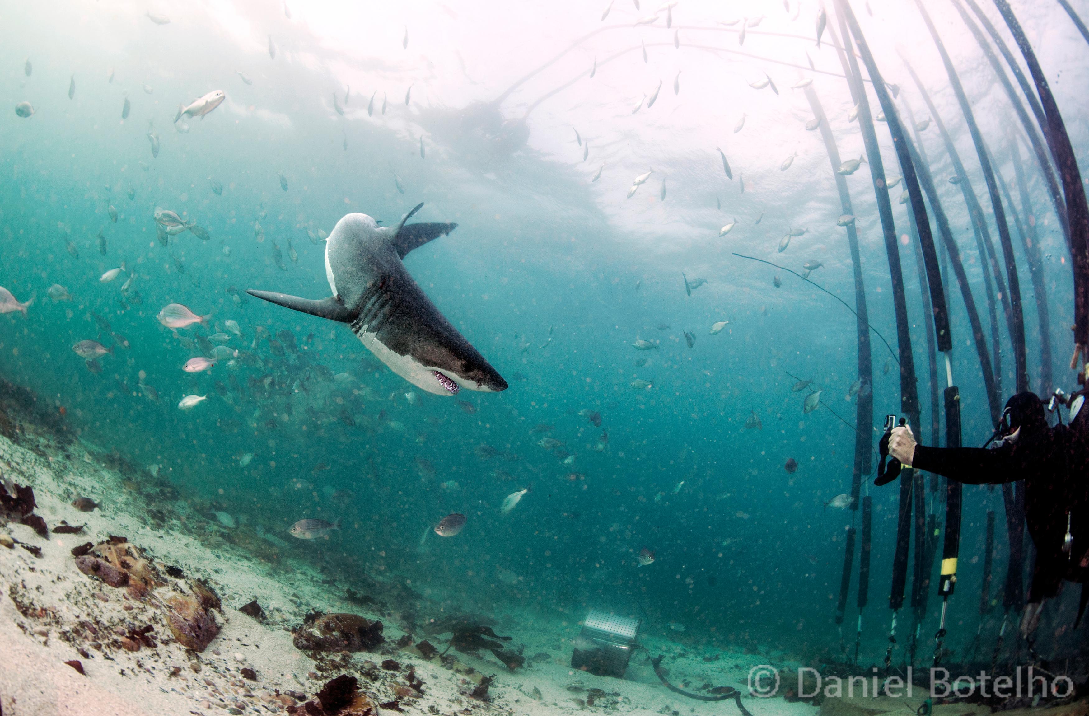 5 things sharks do for you | Conservation International
