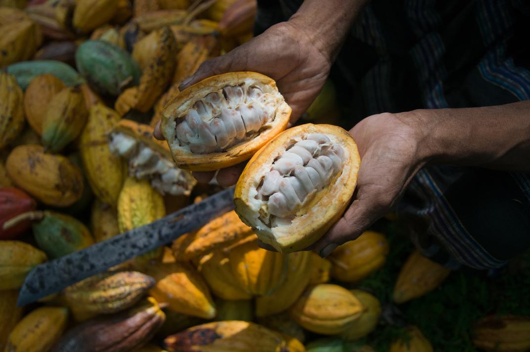 Forest-Friendly Cocoa Country Briefs | Conservation International