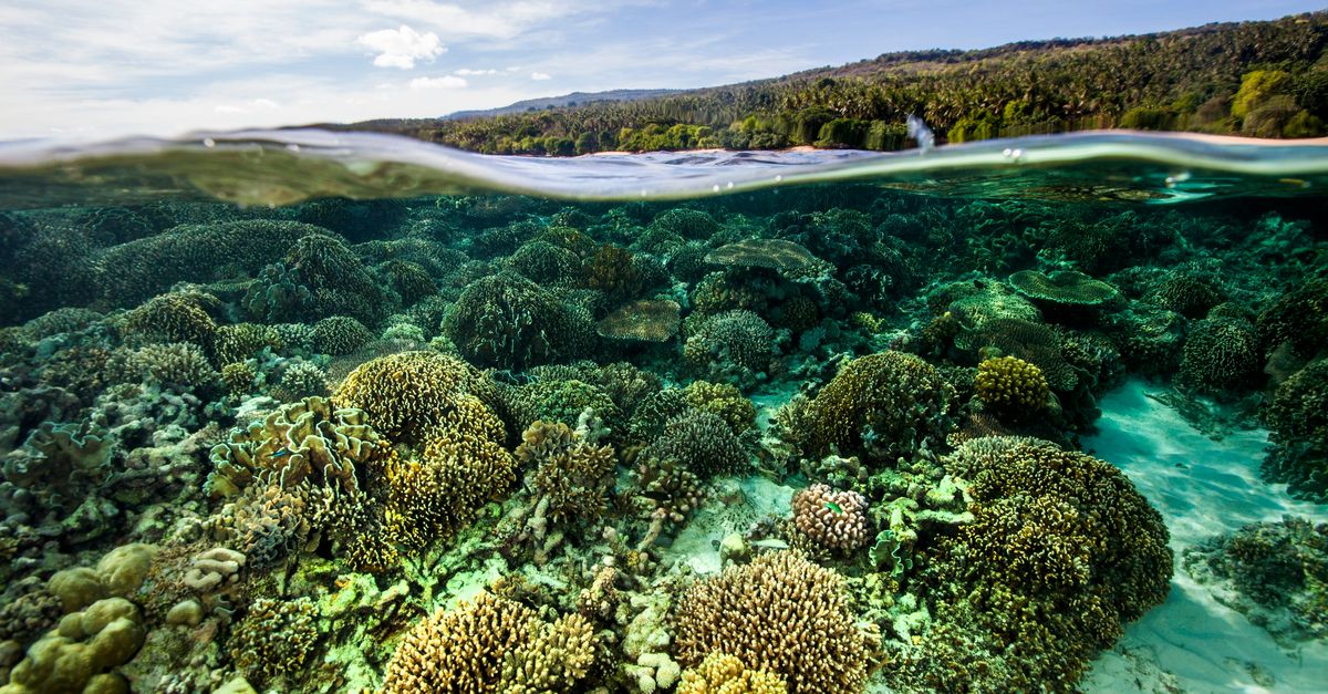 The oceans are on the brink. Here are 3 ways to save them The oceans are on the brink. Here are 3 ways to save them