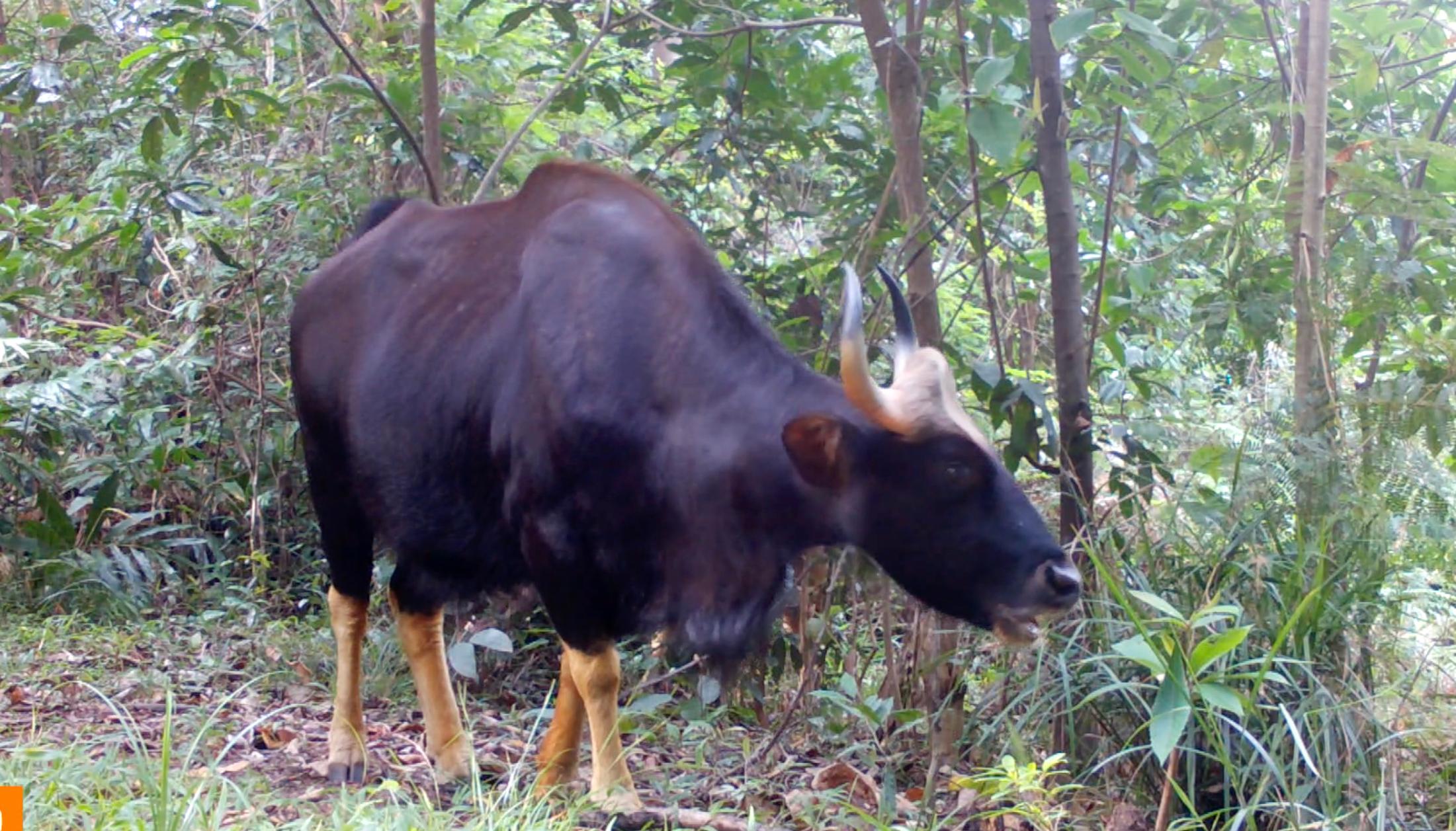 Caught on camera: New study reveals a refuge for rare wildlife ...