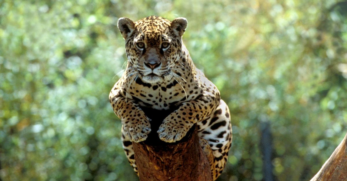 Study: Protecting tropics could save half of species on brink Study: Protecting tropics could save half of species on brink