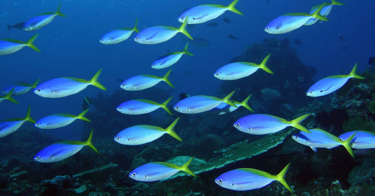 5 myths about farmed seafood | Conservation International