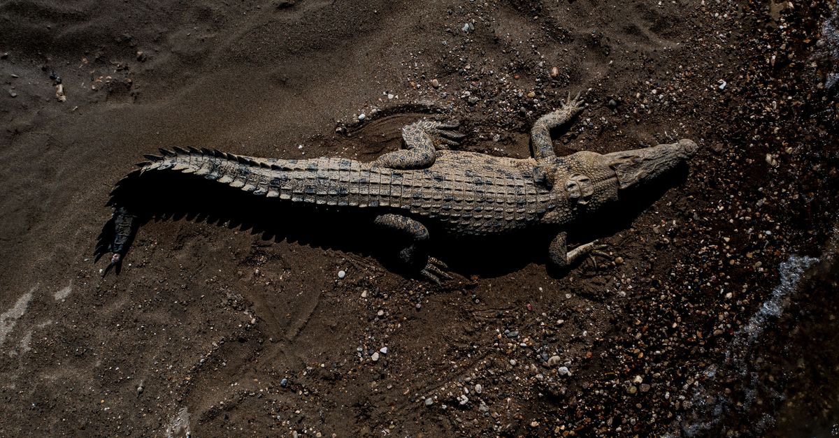 On island nation, ‘ancestral bond’ to crocodiles is tested