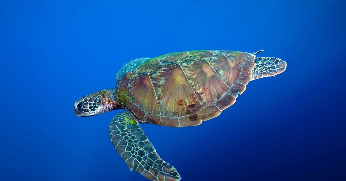 News spotlight: In the Philippines, a sea turtle sanctuary is threatened by climate change | Conservation International