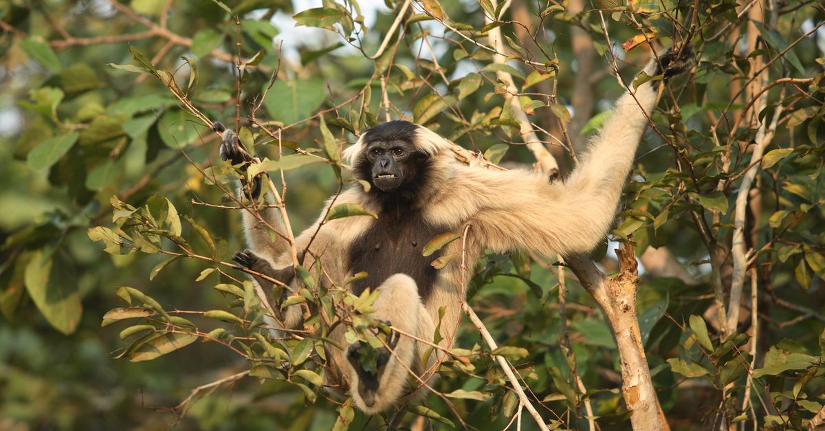 Funding cuts leave a forest at risk Funding cuts leave a forest at risk