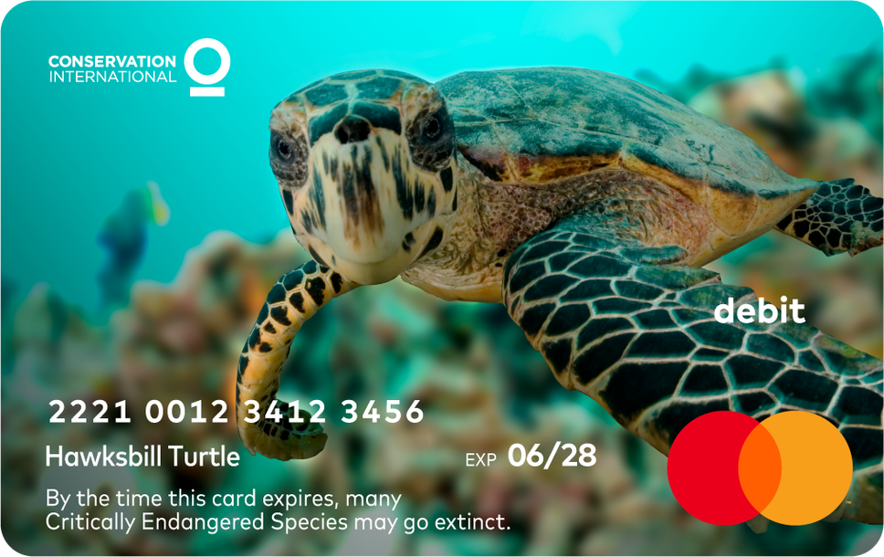 Turtle Credit Card Mastercard Wildlife Impact Card | Conservation International