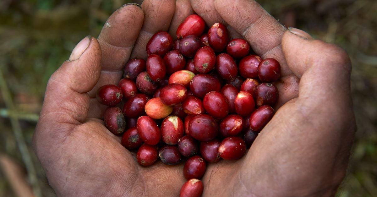 How a 20-year partnership is addressing coffee's climate woes | Conservation International