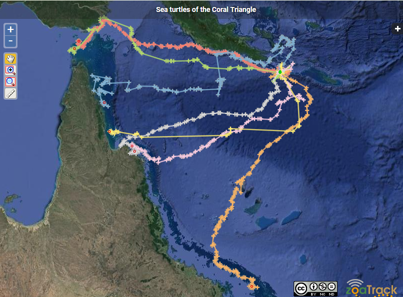 Satellite tags shed light on sea turtle treks | Conservation International