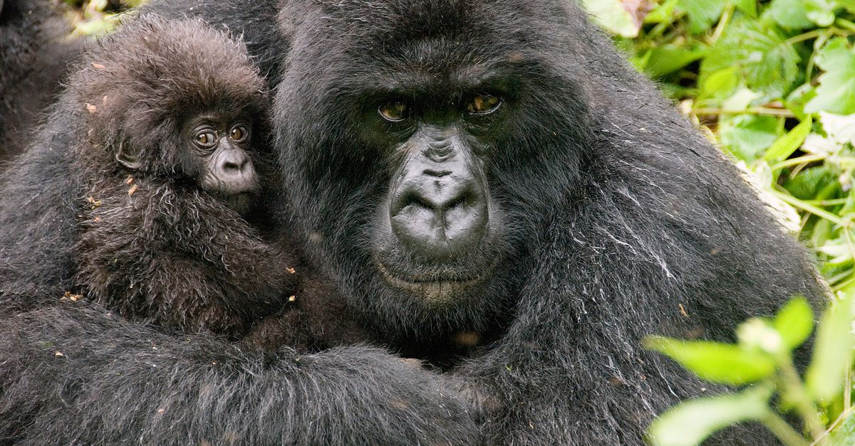 Notes from the field: Forest drones, gorilla germs and more Notes from the field: Forest drones, gorilla germs and more