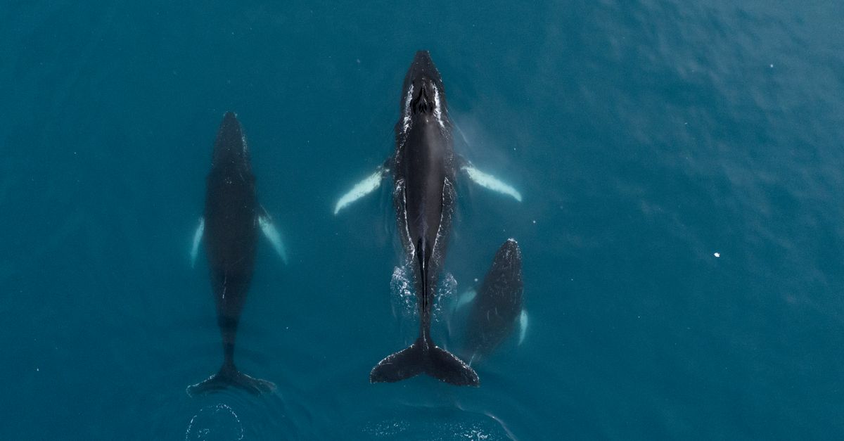 High seas treaty ‘a long time coming’ High seas treaty ‘a long time coming’