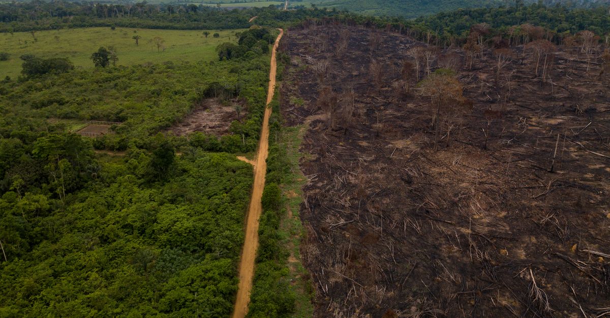 News spotlight: Nature’s decline is driving a surge in diseases | Conservation International
