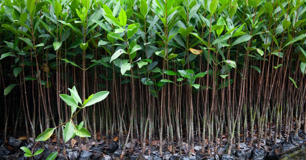 2023 look ahead: Conservation finance looks to private capital | Conservation International