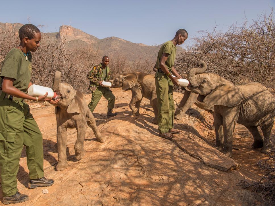 Where elephants walk, life follows. | Conservation International