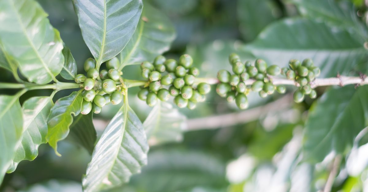 What on Earth is ‘sustainable’ coffee? | Conservation International