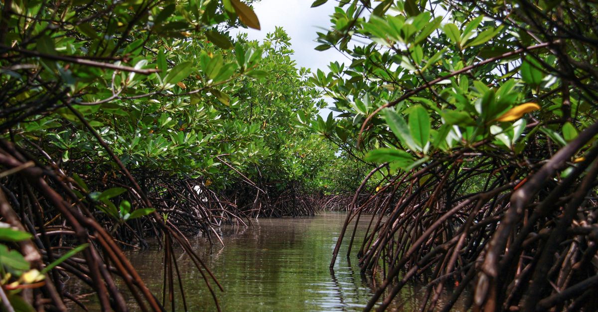 News spotlight: Indigenous leaders sign landmark carbon deal in Philippines News spotlight: Indigenous leaders sign landmark carbon deal in Philippines