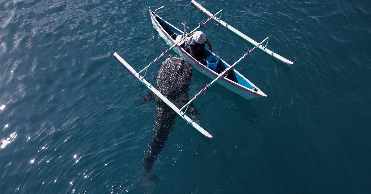 CI in the news: whale sharks have a home — we finally found it | Conservation International
