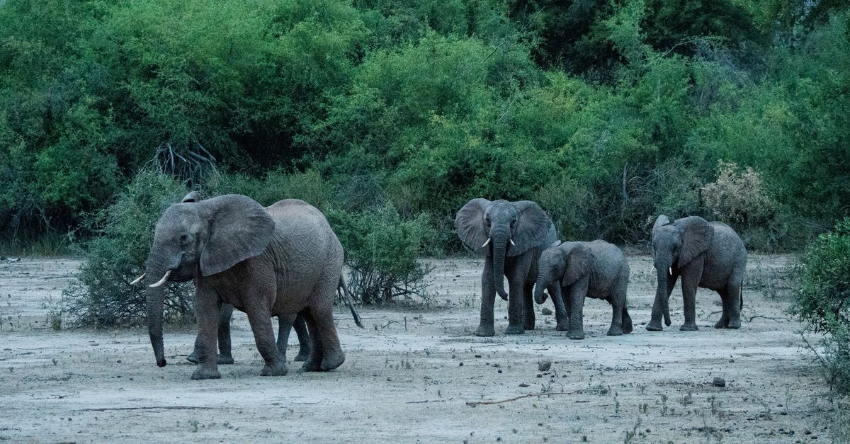 ‘My Africa’ field notes: Portraits of hope for Africa’s elephants ‘My Africa’ field notes: Portraits of hope for Africa’s elephants