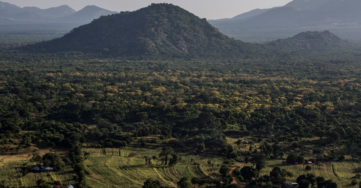 UN report: Forests are friend, not foe, to farms | Conservation International