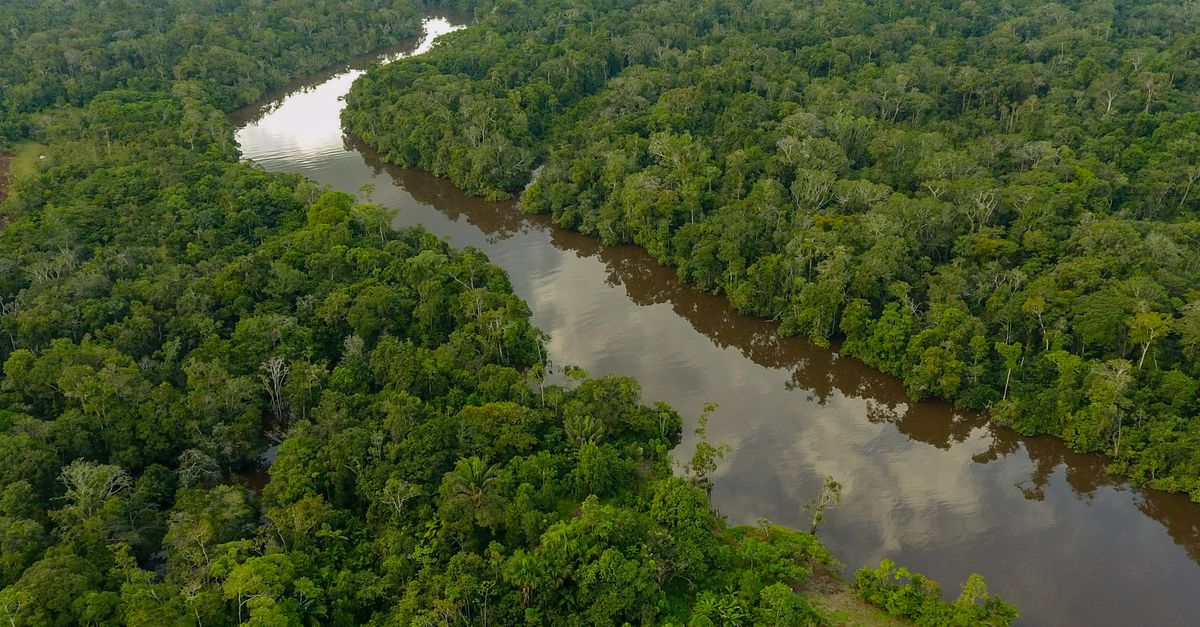 For one former logging company, nature’s green is gold | Conservation International
