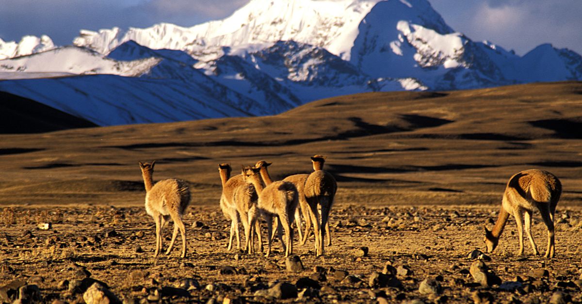 In wind-swept Andes, this (sustainable) wool is worth more than gold In wind-swept Andes, this (sustainable) wool is worth more than gold