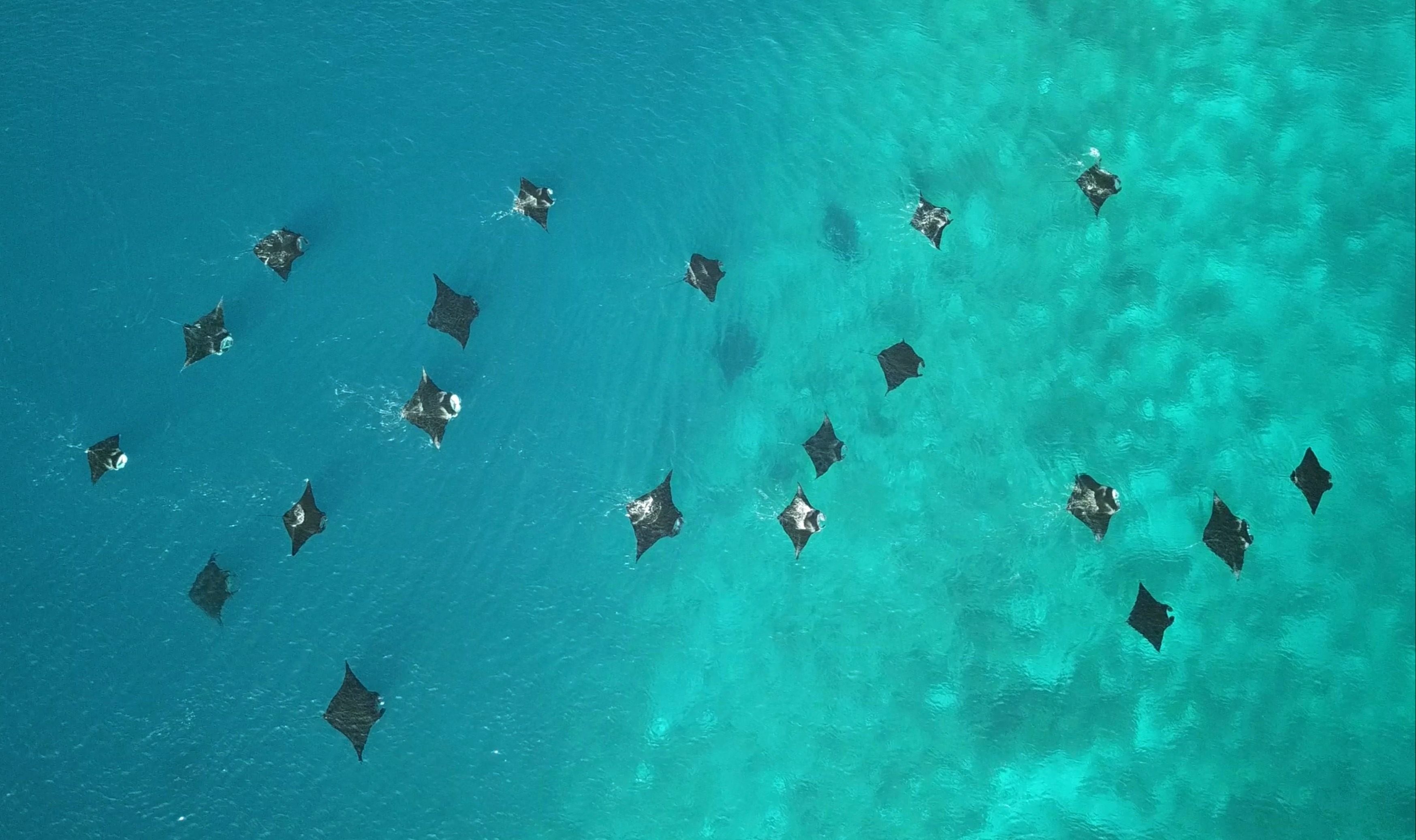 New study shows where manta rays thrive | Conservation International