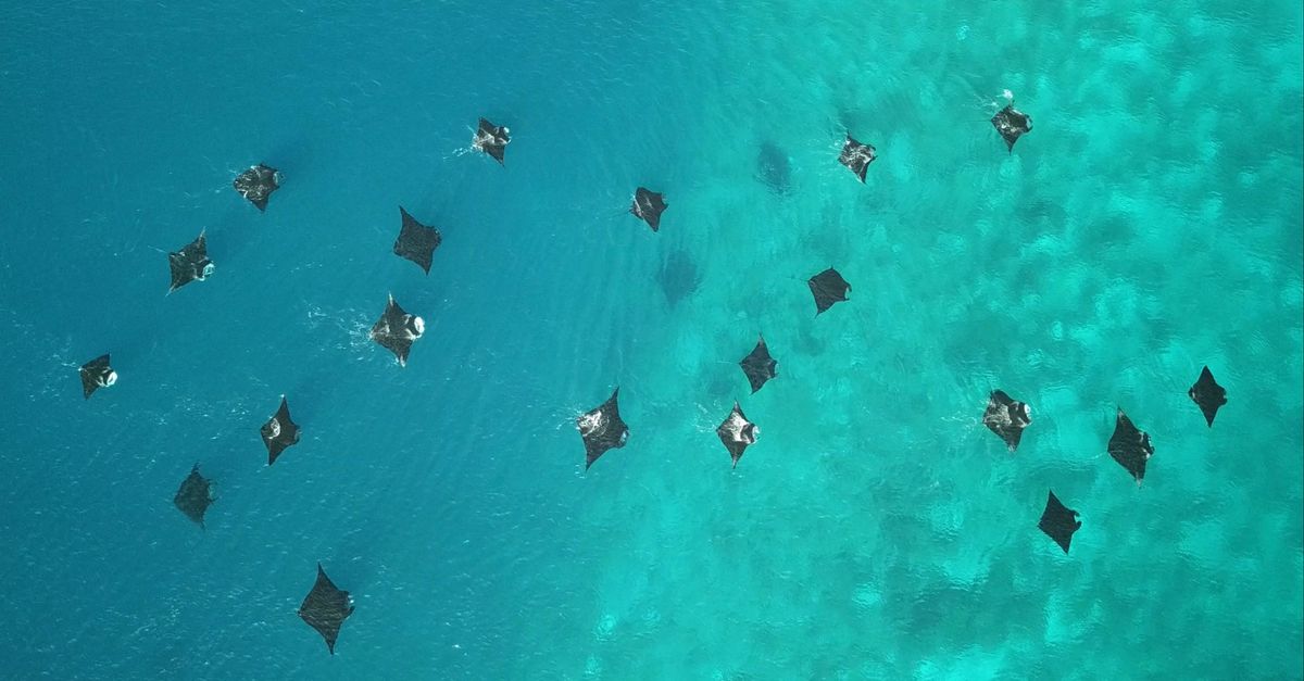 Manta Rays Singer New study shows where manta rays thrive | Conservation International