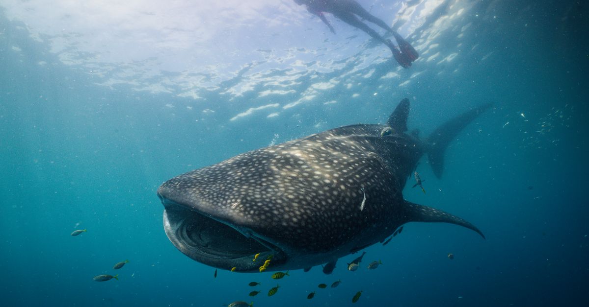 Rare newborn whale shark sightings offer clues to a global mystery | Conservation International