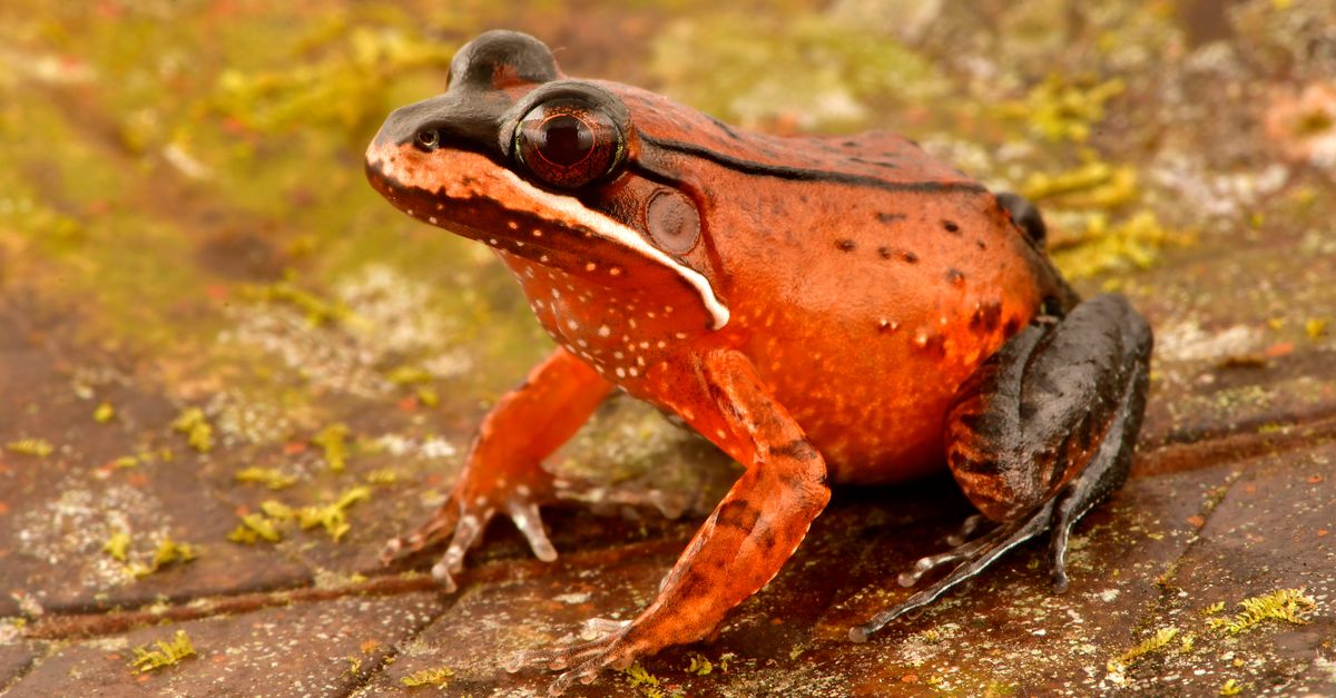‘I almost couldn’t believe it’: Amazon expedition stuns researchers ‘I almost couldn’t believe it’: Amazon expedition stuns researchers