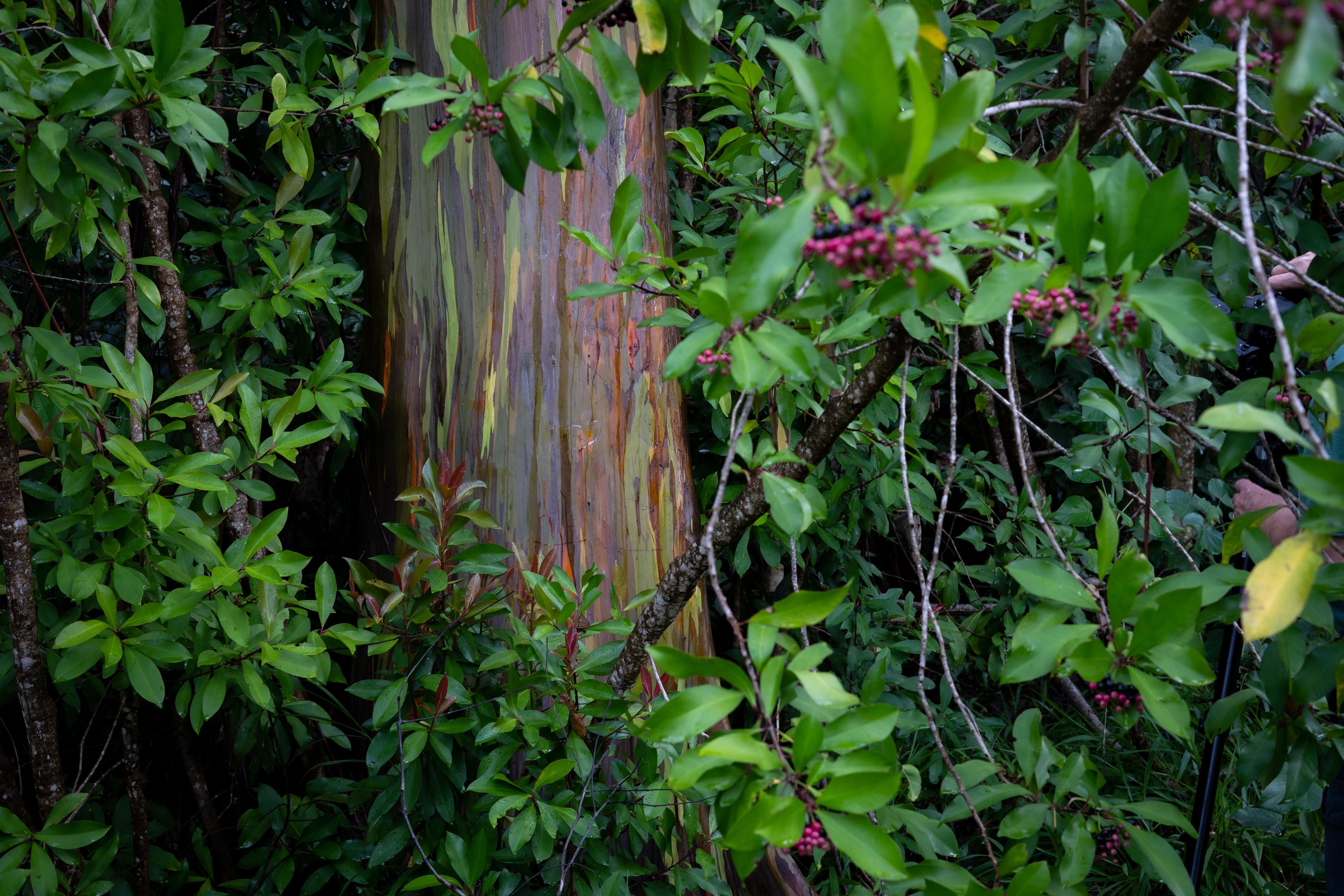 Unusual Trees of the World | Conservation International
