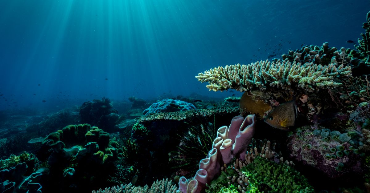 New ‘Changing Planet’ season searches for solutions to corals on the brink | Conservation International