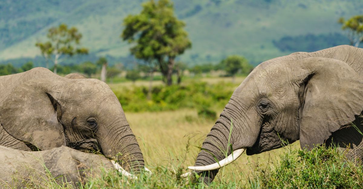 Kenya’s wildlife tourism, a casualty of COVID, gets a lifeline Kenya’s wildlife tourism, a casualty of COVID, gets a lifeline