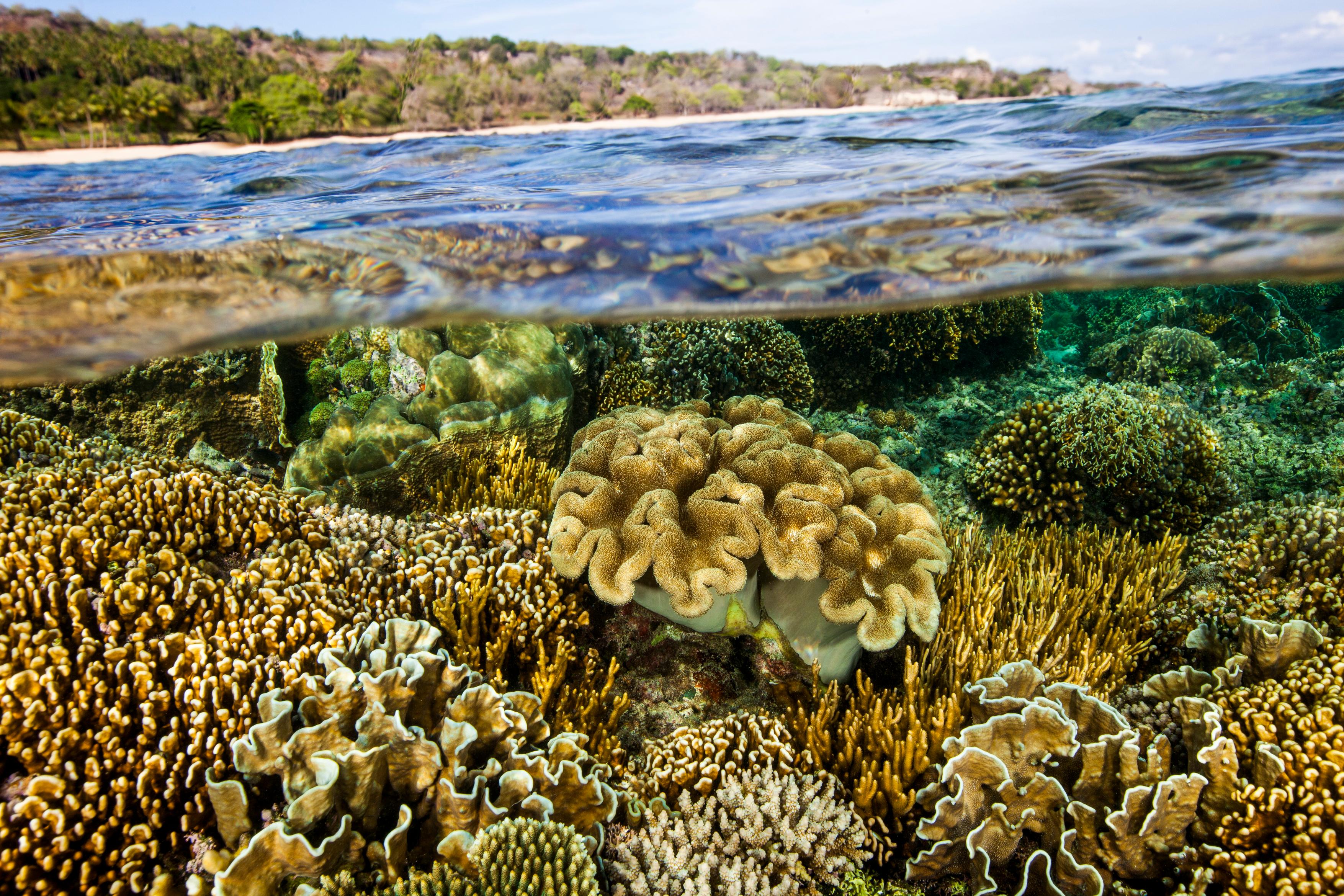 Home | Conservation International Timor-Leste