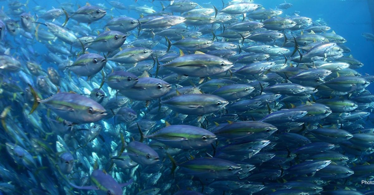 Climate-induced species migrations could upend human society: study | Conservation International