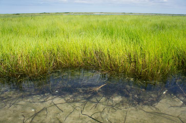 International Blue Carbon Institute | Conservation International