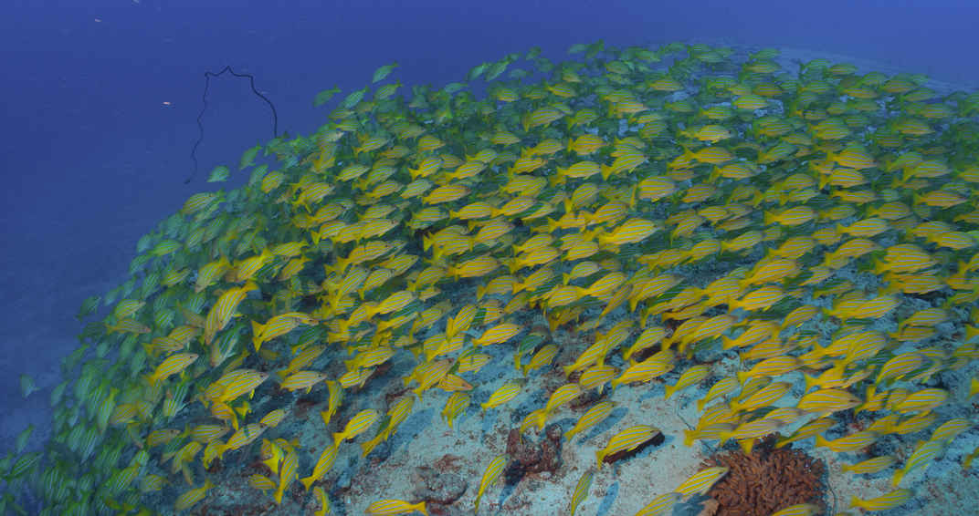 In Hawai’i, invasive fish finds a new foe: chefs | Conservation ...