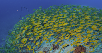 In Hawai’i, invasive fish finds a new foe: chefs | Conservation ...