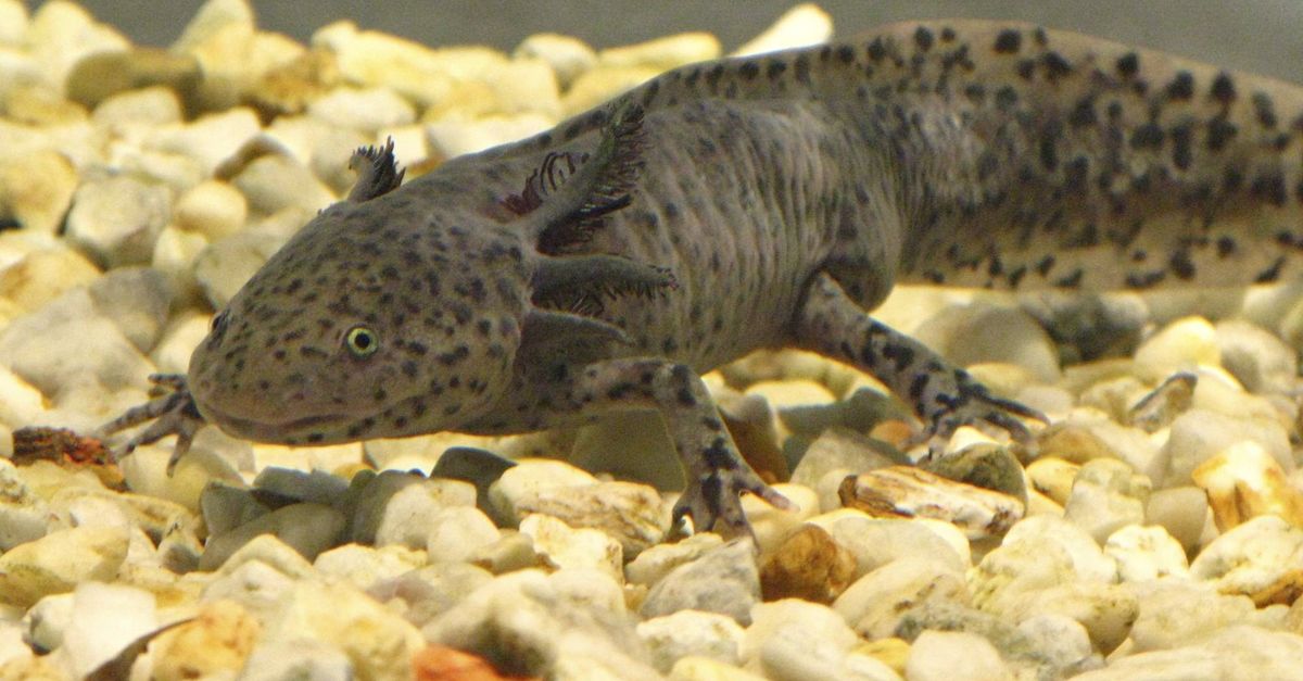 Axolotl Extinction News spotlight: Study offers hope for endangered axolotl | Conservation ...