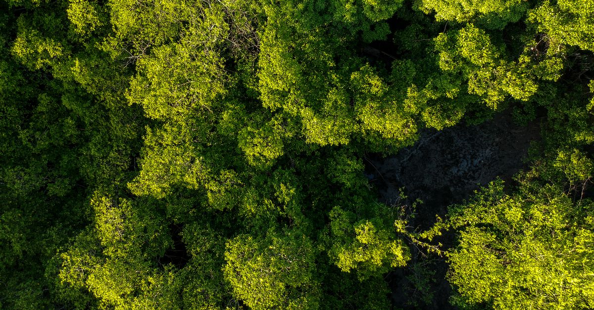 What is the Tropical Forest Standard? An expert explains | Conservation International