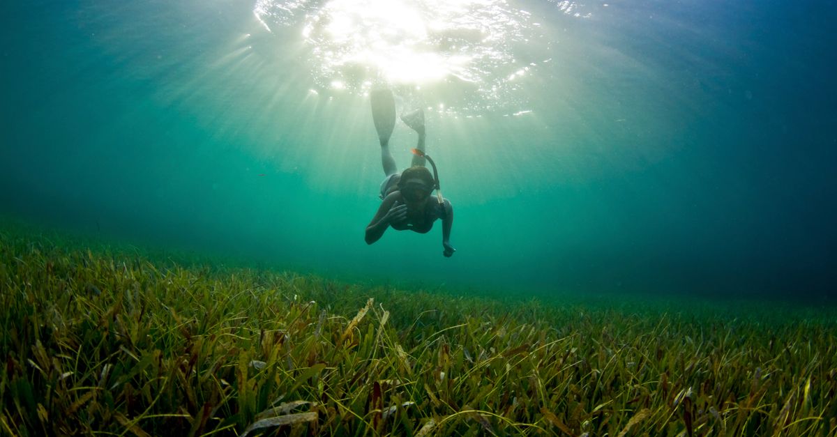 What on Earth is ‘blue carbon’? | Conservation International